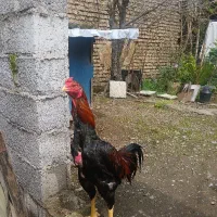 خروس لاری