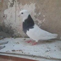 دوتا ماده