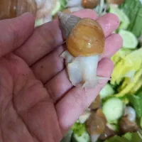 حلزون آچاتینا آلبینو