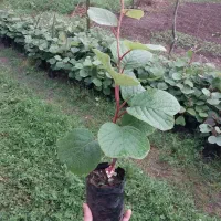 نهال کیوی هایوارد طلایی ۱ساله