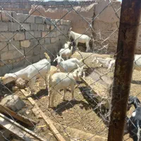 بزسانن اصیل نژاددار