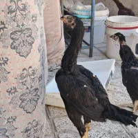 مرغ لاری با اصالت