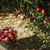 انجام کارهای باغی و بیابانی گروه کامل