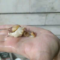 حلزون