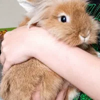 خرگوش لوپ نر