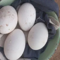 تعدای تخم غاز نطفه دار به فروش میرسد تازه  تضمینی