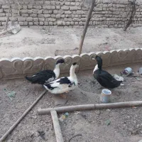 خروس|حیوانات مزرعه|مشهد, چهاربرج|دیوار