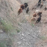 بره قزل افشار  ریز قلم