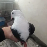 کفتر دزدیده شده