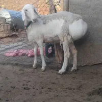 بره ماده چینی قندوزی
