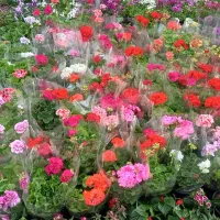 خدمات باغبانی به تمام نقاط تهران