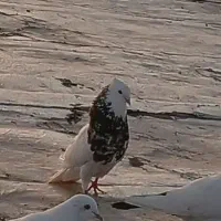 کفتر طوقی کبوتر