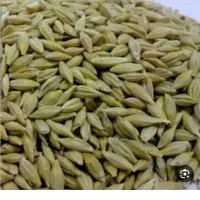 جو بز و آبی تمیز پاک