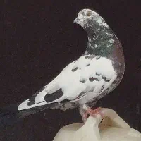 کفتر کبوتر