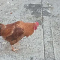 خروس و مرغ