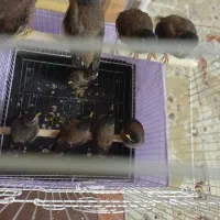 جوجه مینا تازه دونخور اصل افغان فول دستی