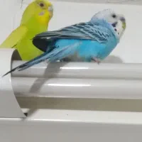 یک جفت مرغ عشق