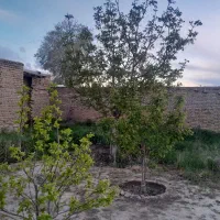 زمین|فروش زمین و ملک کلنگی|ملکان, |دیوار