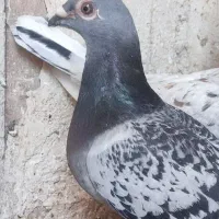 سبز ونکی ماده