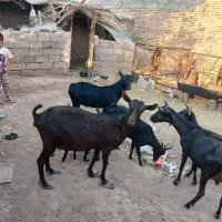 ۶ تا بز مورسیا زاییده اوستن سنگین