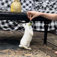 خرگوش چشم طوسی