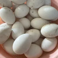 تخم غاز