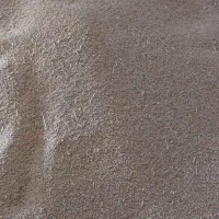 بذر گندم رقم صدرا