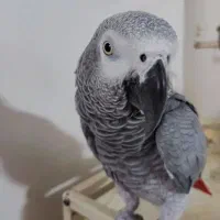 گمشده
