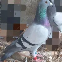 کبوتر مسافتی ذات دار