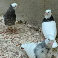 جوجه طوقی از نسل خوب