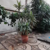 گل یوکا