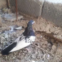 سینه سیاه ماده دوکت سفید