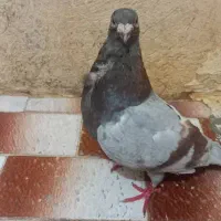 کفتر کبوتر پرنده سینه فر