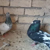 یک جفت کله سیاه و سبز