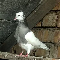 کبوتر طوقی طوق شازده ماده