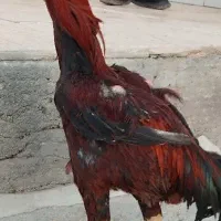 خروس لاری