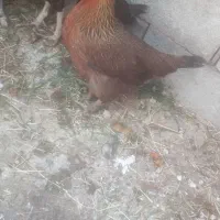 مرغ