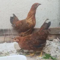دوعدد جوجه