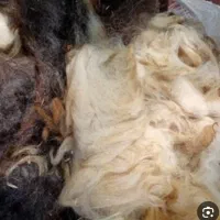 پشم گوسفند برای درمان روماتیسم و ارتروز