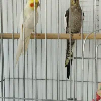 پرنده