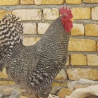 مرغ وخروس آمرک