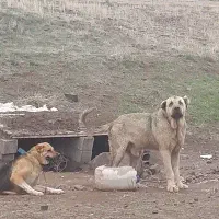 سگ سرابی نر