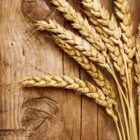 گندم بذری دیم