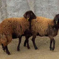 دو راس میش قزل افشار لخت هترو