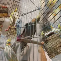 ۱۴ عدد عروس