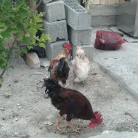 مرغ و خروس