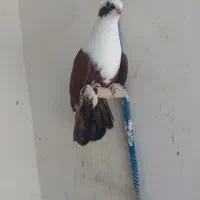 کبوتر رنگه