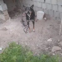 سگ نگهبان