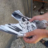 سرور نر خوش خال پرشی