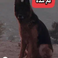 ژرمن شپرد گم شده